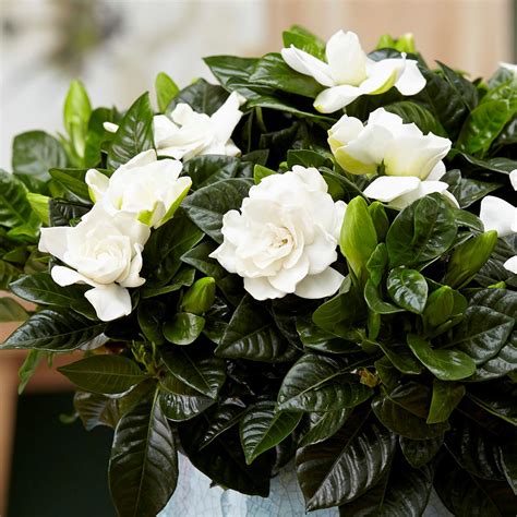 best smelling gardenia plant.